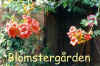 Campsis.jpg (39853 byte)