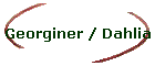 Georginer / Dahlia