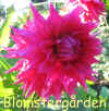 Dahlia American Dream.jpg (1015668 byte)