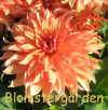 Dahlia Autumn Fairy.jpg (108550 byte)