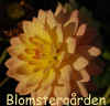 Dahlia Dora.jpg (173349 byte)