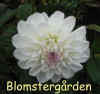 Dahlia Eveline.jpg (45506 byte)