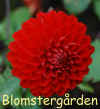 Dahlia Fairyland.jpg (130169 byte)