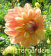 Dahlia Ferncliff Copper.jpg (77077 byte)