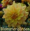 Dahlia Ginger Snap.jpg (134967 byte)