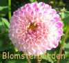 Dahlia Globular.jpg (103848 byte)