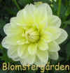 Dahlia Glory van Hemstede.jpg (102629 byte)