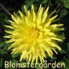 Dahlia Goldener Vulkan.jpg (87403 byte)