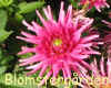 Dahlia Gute Laune.jpg (47466 byte)