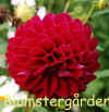 Dahlia Hy Plum.jpg (135056 byte)