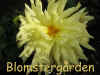 Dahlia Ivory Places.jpg (219848 byte)