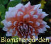 Dahlia Megastar.jpg (227094 byte)