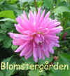 Dahlia Monktown Diana.jpg (56837 byte)