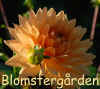 Dahlia Nordwijks Glory.jpg (148540 byte)