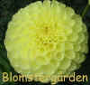 Dahlia Polventon Supreme.jpg (100377 byte)