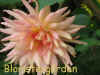 Dahlia Raisers Pride.jpg (212550 byte)