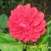 Dahlia Redcap.jpg (177952 byte)