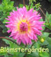 Dahlia Rose Jupiter.jpg (44875 byte)