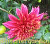 Dahlia Scarabella.jpg (127617 byte)