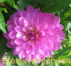 Dahlia Svitzus Julie.jpg (96479 byte)