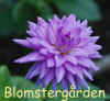 Dahlia Worton Blue Streak.jpg (139626 byte)