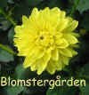 Dahlia Zitronella.jpg (45964 byte)